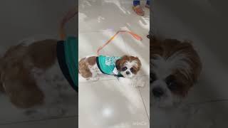 Cute dog enjoying her new dress #cute #dog #dress