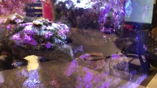 Mittens the blenny vs Curt