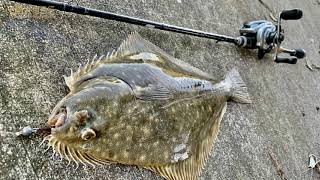 【Light Gaming】How To Catch Flounder At Bay Area,Moment Of Flounder Biting Softbait 湾区钓比目鱼#鱼吕行#新西兰钓左口