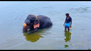 Elephant bathing 😍 | tamil vlog | dr shek