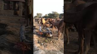 AMAZing #camel #goat #youtubeshorts #youtubevideos #animals #camelstory #ytshorts #youtube