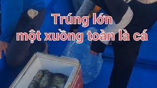 Trúng lớn. cá dò ăn mạnh#cauca #fishing