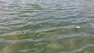 Intro fish feeding in the lake in Turkey🇹🇷 Titreyengol lake.