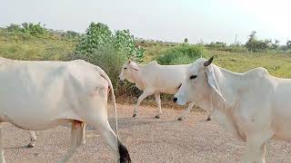 Cows on the Thar Desert Road