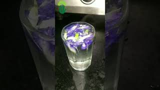 BLUE TEA☕/Butterfly Pea Flower Tea/Controls Sugar✨/Aparajita Flower Tea/Gokarna Flower Tea☕🍇