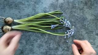 Разбор цветка МУСКАРИ. Наглядное пособие. (Analysis of the MUSCARI flower. Visual material.)