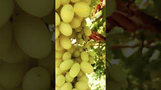 #grape