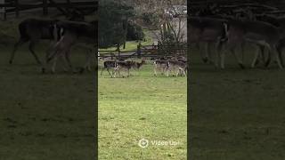 WILD UK FALLOW DEER 🦌 #nature #wildlife #deer