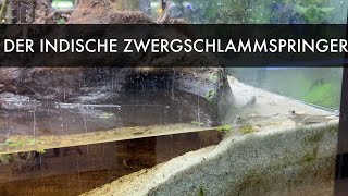 Indischer Zwergschlammspringer | Periophthalmus novemradiatus