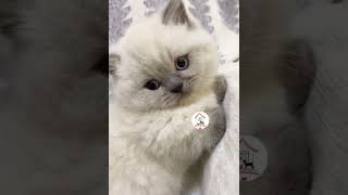 WOW, Cuteness Overloaded! So Cute Adorable Kitty Cats Videos 😺😍😘 -EPS1013 #cutenessoverload