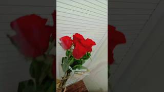 Love of every girl #flowers #redflower #viral #foryou #ytshort