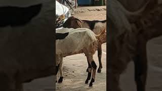 Hungry Goats