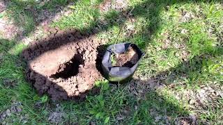 Planting one year potted trees using 12 month Rootpouch.  Concordia Oak