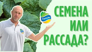 Сажать огурцы семенами или рассадой?