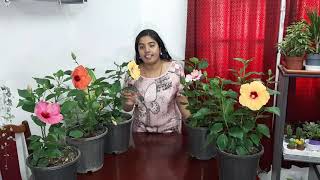 Hybrid hibiscus plant care(malayalam language)