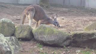 Kangaroo and Emu (australia's national bird) at taronga zoo