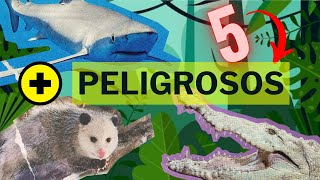 dEScUbrE LoS 5️⃣ aNimAleS ➕ PelIgrOsoS DeL 🌏