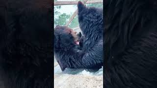 Bear Wresting