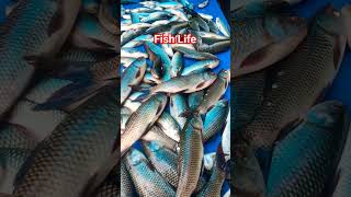 fish life #calmdown #musica #music #ytshorts #fish #pork #fishcatching #shortsvideo #love #amor