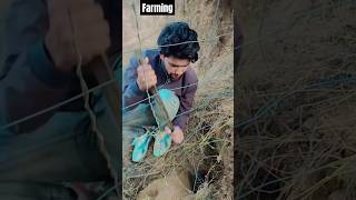 guess karo🤔 farming #youtubeshorts #viral #ytshorts