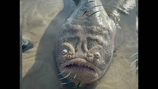 Stargazer Fish's Sand-Melding Hide