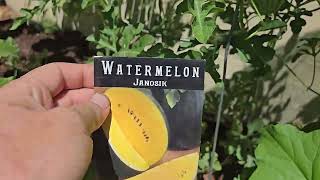 Janosik watermelon plant viewing.