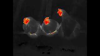 Chicken in the Xinfrared T2 Pro thermal imaging