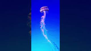 Discovery Of Jellyfish Mysteries 🐠