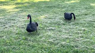 Two free black swans caught on camera - Bologna 2023 june 15 giugno - cigni neri