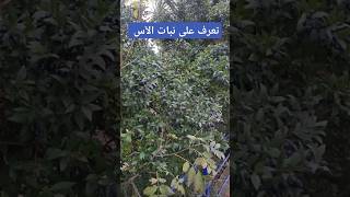 تعرف على نبات الآس 🪴 🌱 🌿