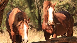 WILD HORSES RUNNING FREE ANIMALS 🐎 Angels on Earth 🐎 ❤️