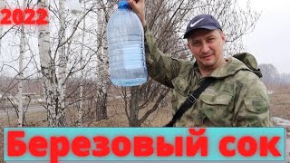 Березовый сок ранней весной | Шашлык из говядины | ДАЧА