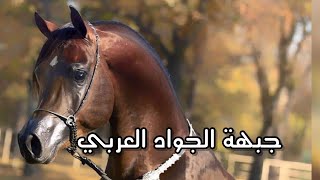 اجزاء الخيل العربي بين الماضي و الحاضر وفي الحلقة الثانية نتحدث عن جبهة الجواد