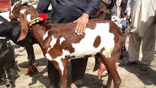 Machhiwal Bakra mandi | Bakra Mandi New Update | pure beetal Goats | 15_3_2024 | Goat bakra mandi