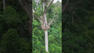 The green forest in Ghana 🇬🇭🇬🇭🇬🇭 #fypシ゚viral #nature #africa #forest