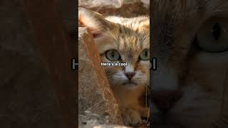 Desert Dynamo: Meet the Sand Cat! #shorts #animals #sandcat #animalfacts #desert