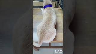 Bạn Bự dễ thương #thucung #thúcưng #pets #golden #chihuahua #nuoithucung