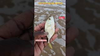 Sea water fish saved #trending #respect #sea #ytshorts #viralvideo #arcade