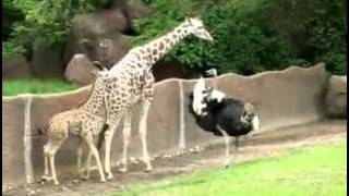 LESONABLE VIDEO CLIPS  Ostrich And Baby Giraffe Playing Tag Collected Colleccted BY M Rashid Siddiqi evergreenpeople@yahoo com by Rashid Siddiqi evergreenpeople@yahoo com