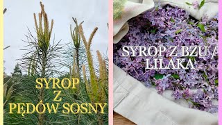 Syrop z Pędów Sosny i Syrop z Bzu - Lilaka | Eco Zen