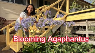 Blooming Agaphantus #gardening  #flowers  #plants  #hobby #retiredlife