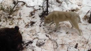 Первая охота на медведя Чанги С Туруханского края