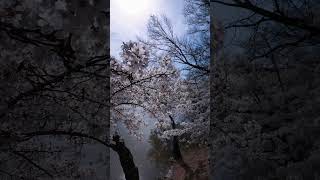 3/27/2024 Cherry Blossoms, Washington, DC. #cherryblossom #sonyrx10 #insta360x3 #tidalbasin