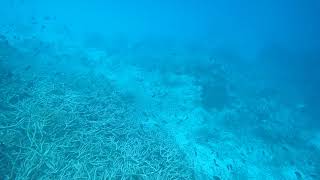 Snorkeling in the Solomon Islands