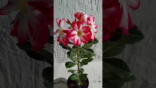 NH7 #adenium #desertrose #rosadodeserto