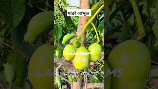 पांढरे जांभूळ|White Java Plum| Lalge Farms-लाळगे फार्मस् | #whitejavaplum #trending #trendingshorts