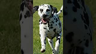 dalmation as a guard dog in hindi. #shorts #dalmation