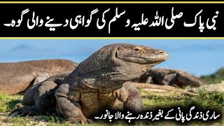 Goh ki Ghvahi | Monitor lizards life | Islam ka Noor | Islamic stories