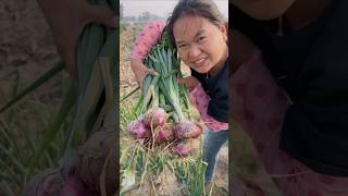 Purple onion pulling from farmer so fresh in the farm #harvest #onions #satisfying #agriculture