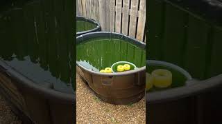 I give all my outdoor breeding ponds a 50% water change every 3 months! This replenishes minerals